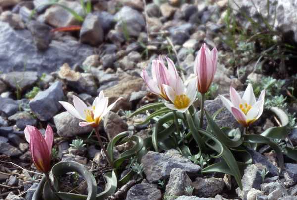 Tulipa Cretica