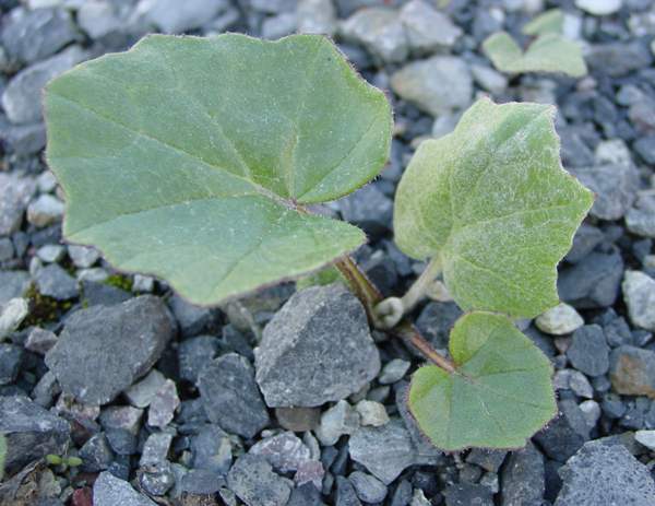 Young leaves of Tussilago farfara, Coltsfoot