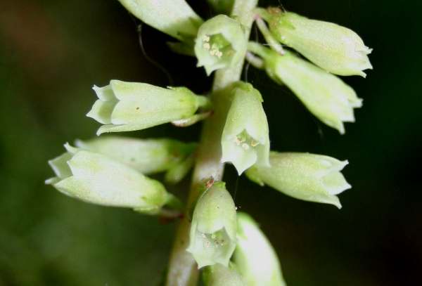 Navelwort flowers, closeup