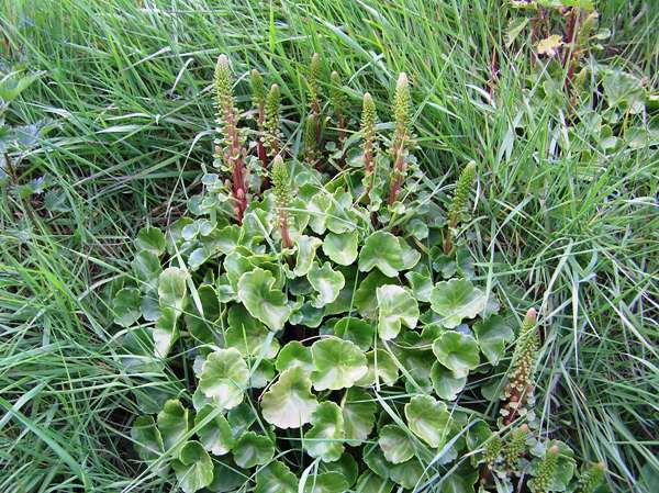Navelwort, North Wales