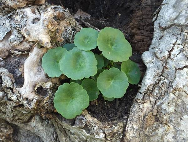 Wall Pennywort growing in a tree trunk