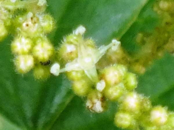 Closeup of male flowers of Urtica dioica