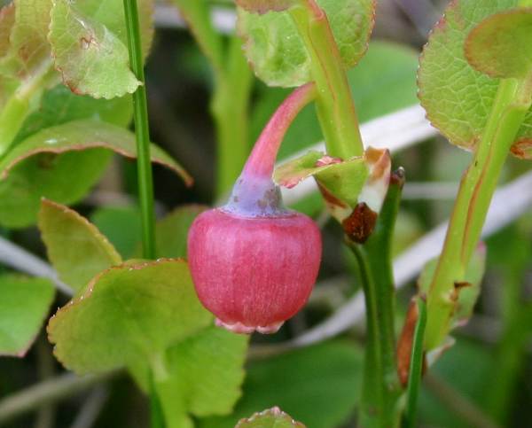 Bilberry flower on heathland
