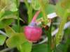 Vaccinium myrtillus - Bilberry