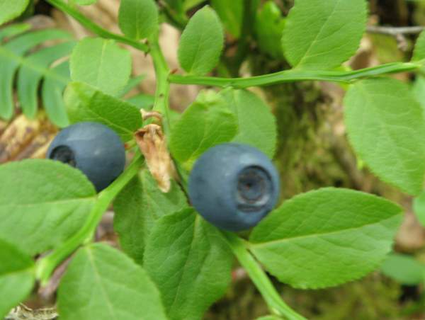 Bilberry, Vaccinium myrtillus on a woodland edge, berries in August