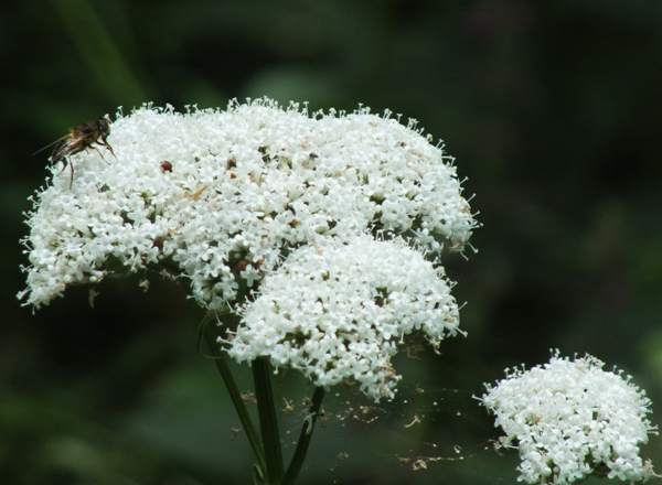 Pure white form of Common Valerian