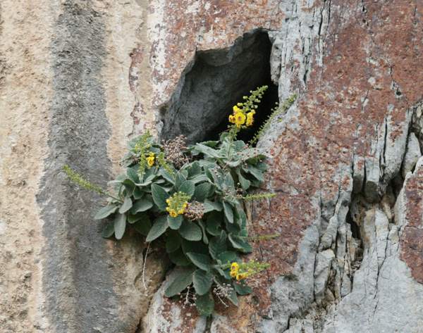 Verbascum arcturus on a rocky ledge