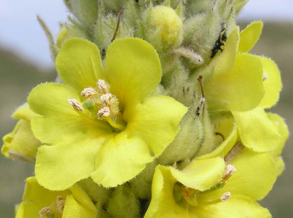 Closeup of Great Mullein flower