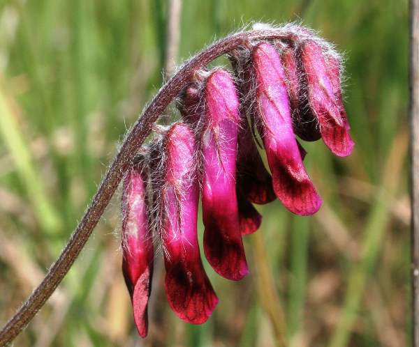 The deep red flowers of Vicia benghalensis