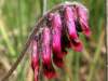 Red Tufted Vetch