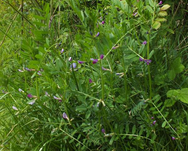 Common Vetch on a trackside verge