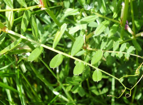 Leaves of Common Vetch Vicia sativa