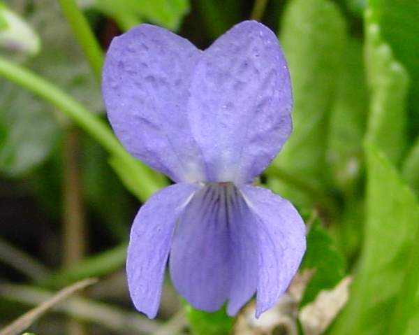 Close up picture of Viola odorata, Sweet Violet