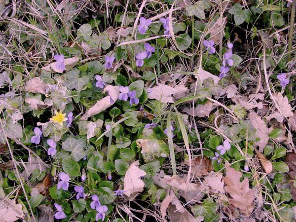 Sweet Violets on a bank in North wales