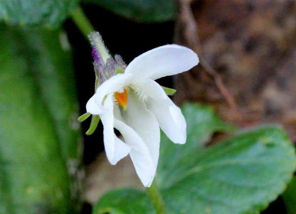 White form of Sweet Violet