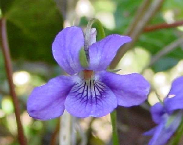 Closeup of Common Dog-violet flower