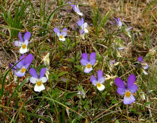 Dune Pansies, Viola tricolor ssp. curtisii, South Wales, showing the variability of colours