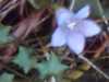 Ivy-leaved Bellflower, Wahlenbergia hederacea