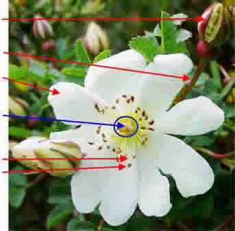 Parts of a flower