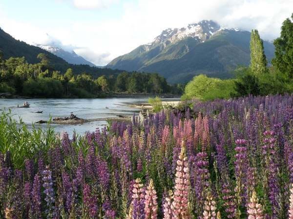 Palena River with wild lupins