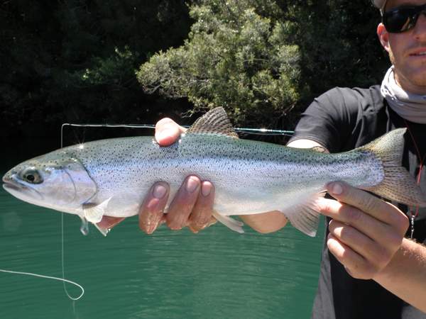 Rainbow Trout from Rio Palena