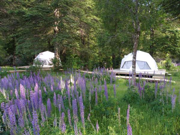 Palena Camp and wild lupins