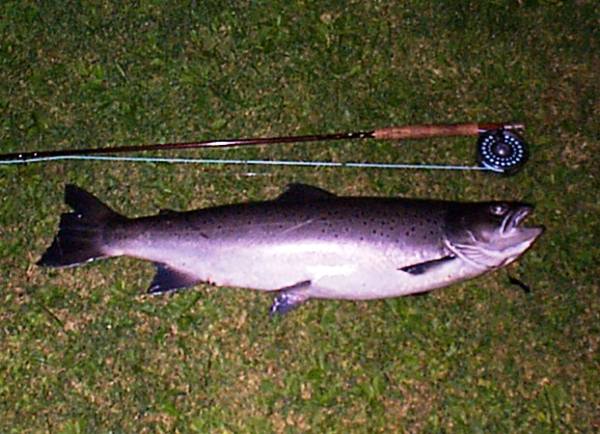 A large sea trout, measured against the rod