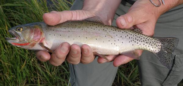 A Greenback Cutthroat Trout