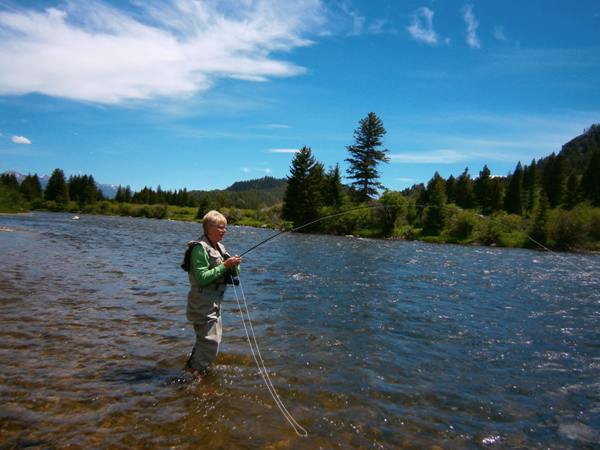 Madison brown trout