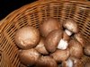 Agaricus bisporus, Commercial Button Mushroom