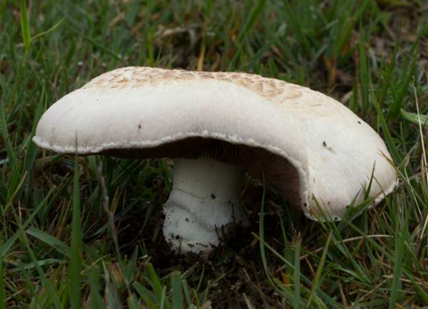 Agaricus campestris - Field Mushroom, Hampshire, England