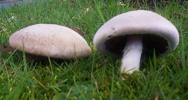 Field Mushrooms, Agaricus campestris, in Wales