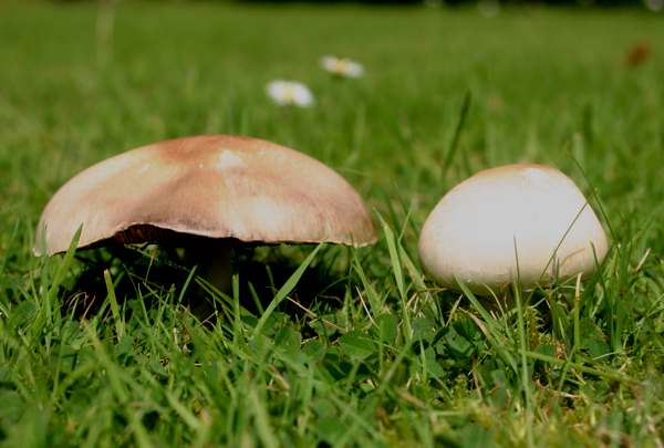 Agaricus campestris - Field Mushroom, southern England