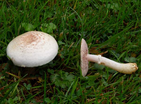 Agaricus comtulus, Mini Mushroom, Hampshire, England