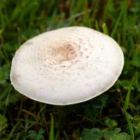 Cap of Agaricus comtulus, Mini Mushroom