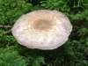 Agaricus dulcidulus, Rosy Wood Mushroom