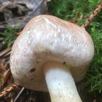 Cap of Agaricus dulcidulus, The Rosy Wood Mushroom