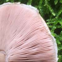 Gills of Agaricus dulcidulus, The Rosy Wood Mushroom