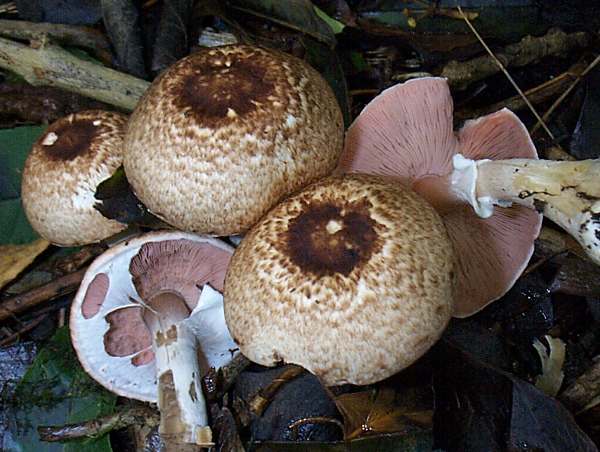 https://www.first-nature.com/fungi/images/agaricaceae/agaricus-impudicus1.jpg