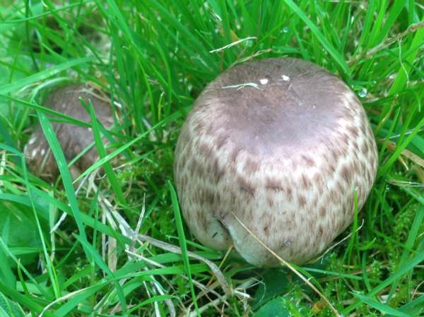Agaricus impudicus, southern England