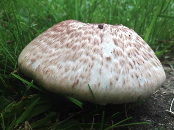 Agaricus impudicus, Gloucestershire, southern England