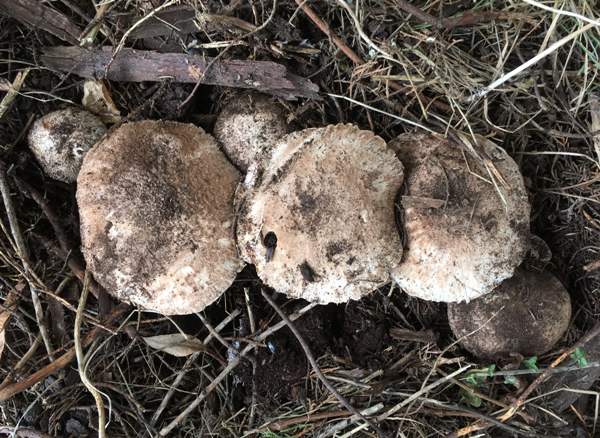 Agaricus subperonatus - Wood Mushroom