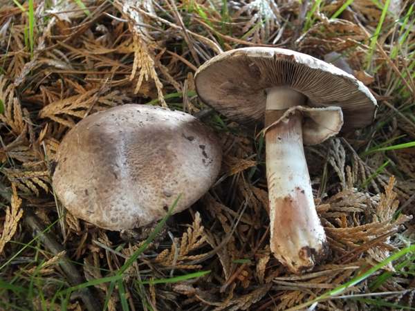 Agaricus sylvaticus - Blushing Wood Mushroom, an old fruitbody