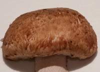 Young cap of Agaricus sylvaticus, Blushing Wood Mushroom