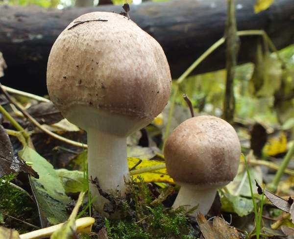 Agaricus sylvaticus - Blushing Wood Mushroom, young specimens