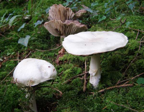 Fresh and decaying Wood Mushrooms, Agaricus sylvicola, in a spruce forest, Wales UK
