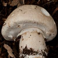 Young cap of Agaricus urinascens, Macro Mushroom