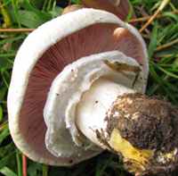 Gills and ring of Agaricus xanthodermus