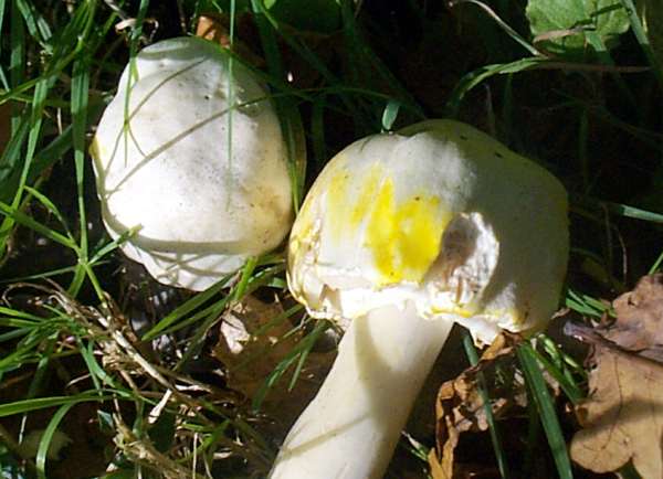 Agaricus xanthodermus, YYellow Stainer, after the side of the cap has been scratched
