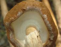 Cap of Battarrea phalloides